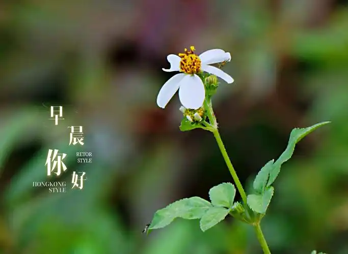 晨曦徐徐拉开了帷幕,又是一个绚丽多彩的早晨,带着清新降临