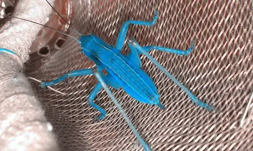 请大家欣赏两只 蓝蝈蝈