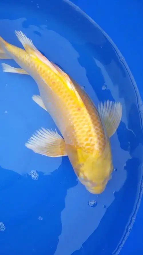 非常漂亮的黄金锦鲤,有招财进宝的寓意.