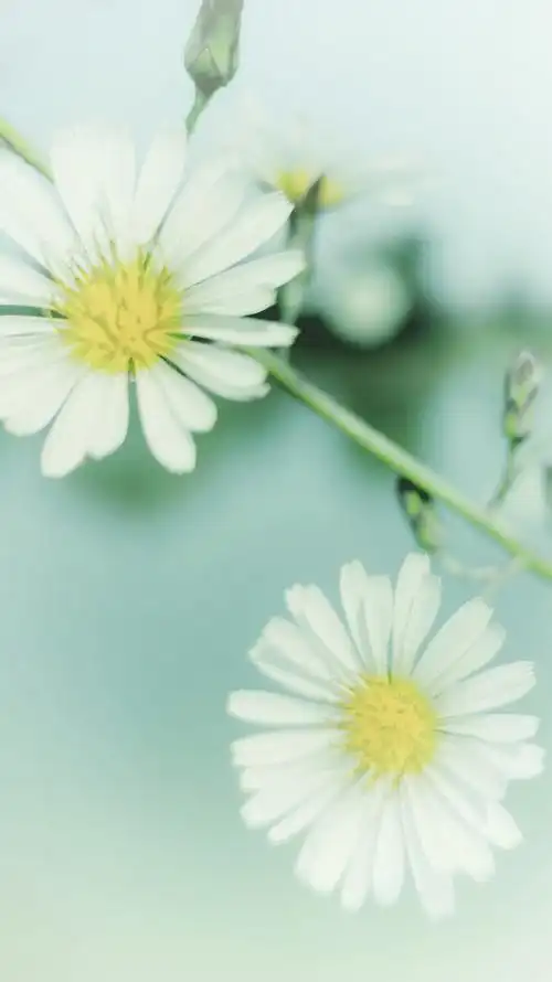 每天都有好心情拍给自己的小清新手机壁纸