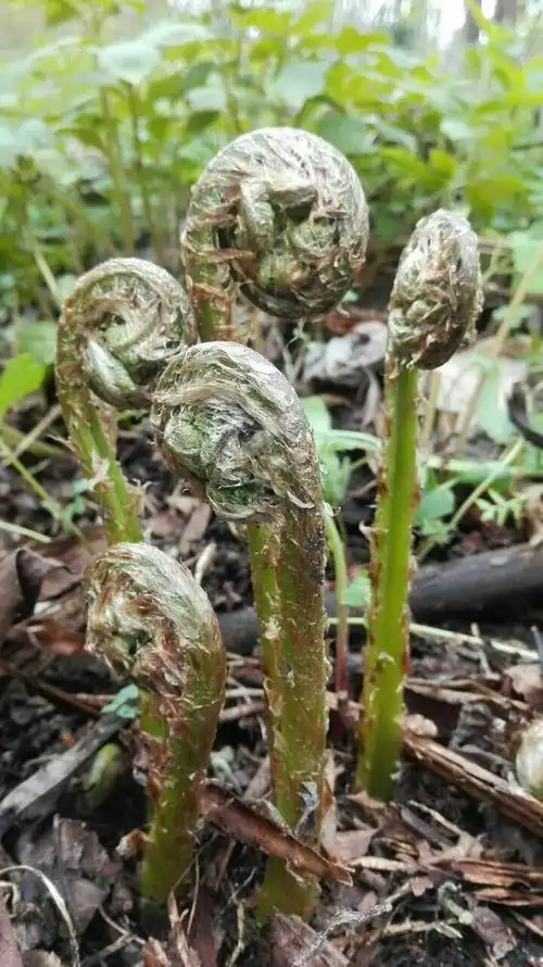 大山里的野菜,山里人的最爱