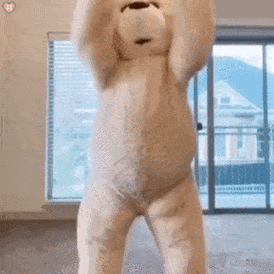 魔性跳舞小熊合集_表情