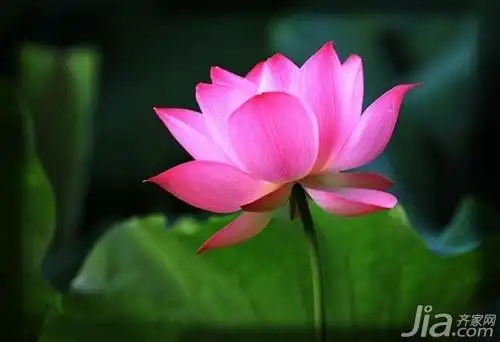 莲花图片大全 莲花品种 2015-03-08