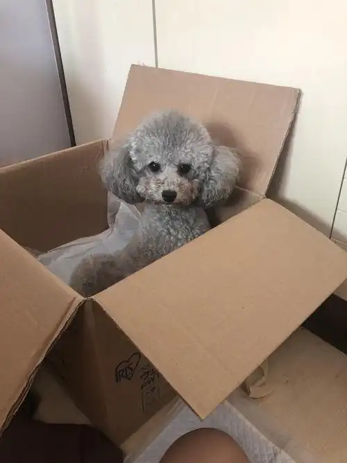 坐标杭州,家养灰贵妹妹一枚,胸口挂白,玩具体,长大返色后看不出,可