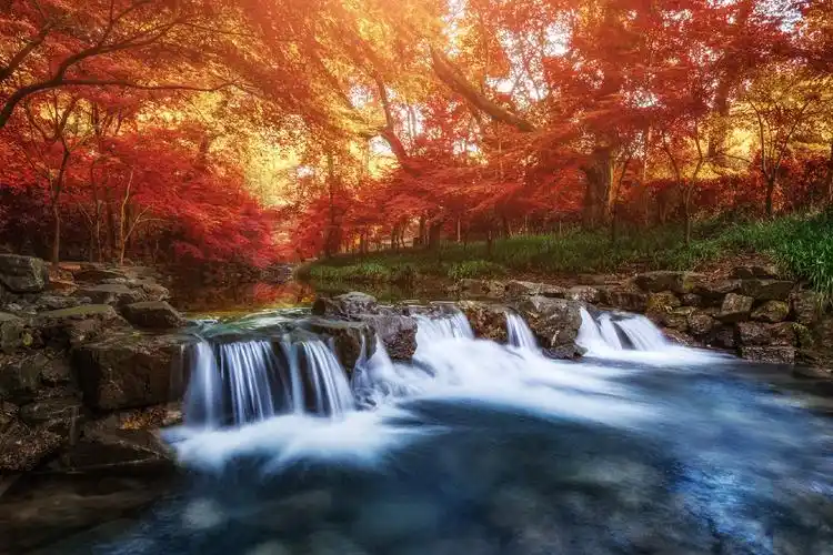 秋染九溪_风景_poco摄影,枫树,流水,秋天