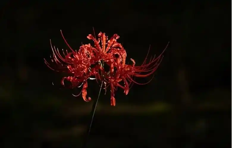 罕见"冥界之花"在江西现身,通体雪白剔透,它真会带来灾祸吗?