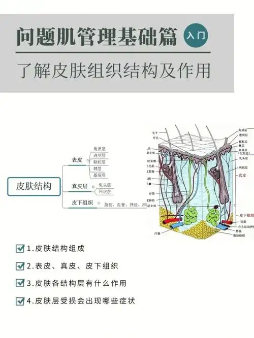 基础皮肤结构知识