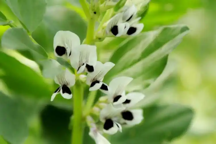 赏花节:蚕豆纯真