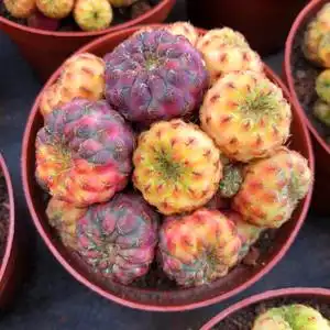 桑其拉的花园 红丽丸锦仙人球精品无刺萌球开花植物室内桌面盆栽