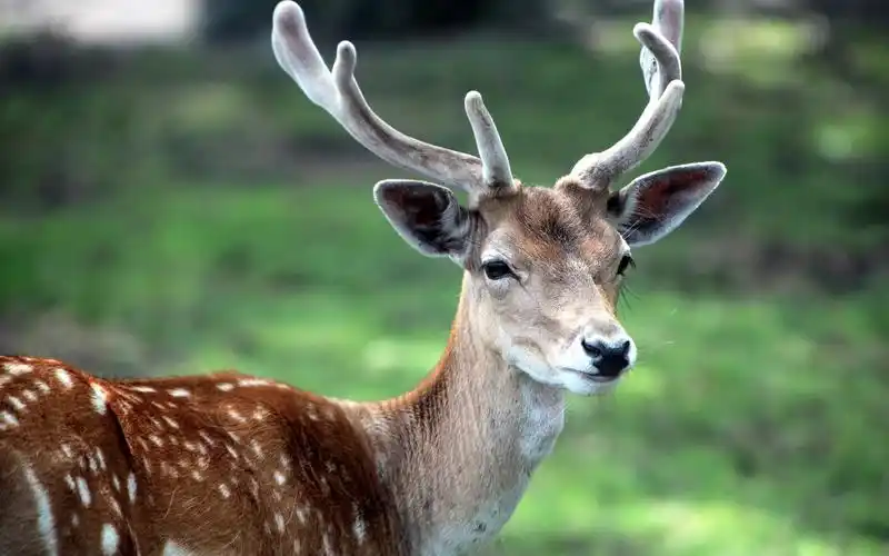 可爱梅花鹿,电脑桌面壁纸,2560x1600,电脑桌面壁纸