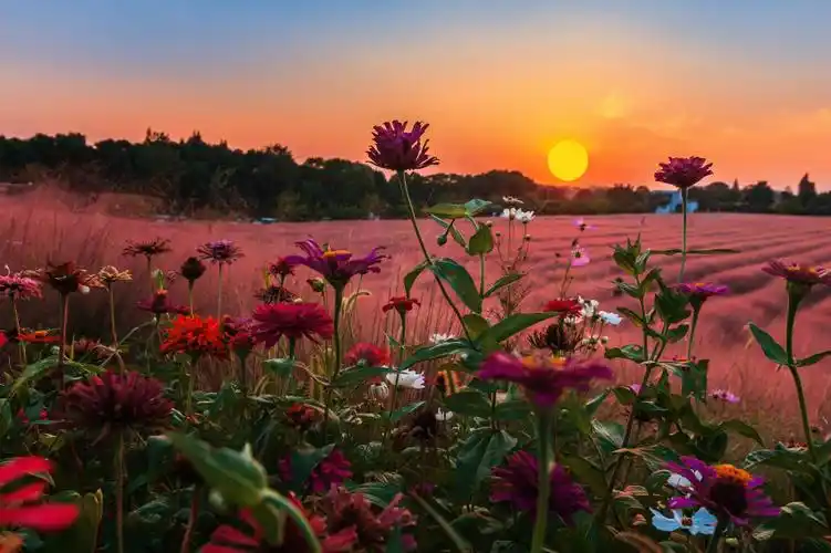 日落花海