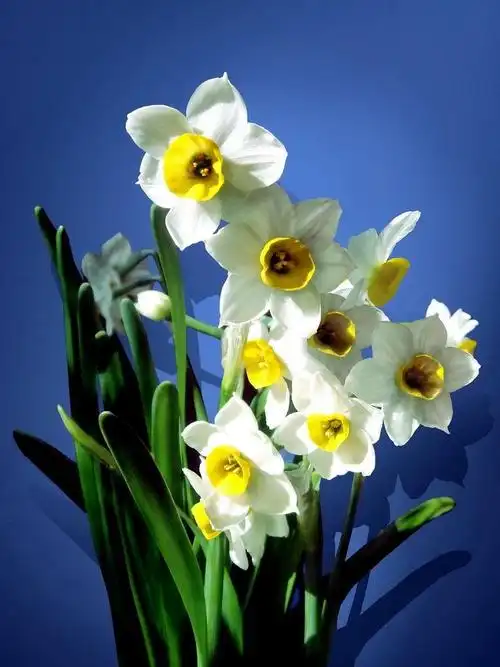 美丽的水仙花———大洋路小学305班12号刘耀阳