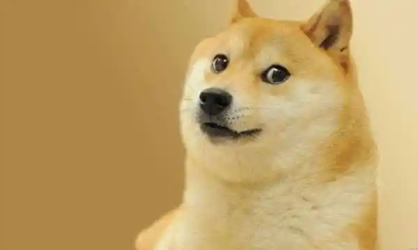 qq中回复doge表情是什么意思?