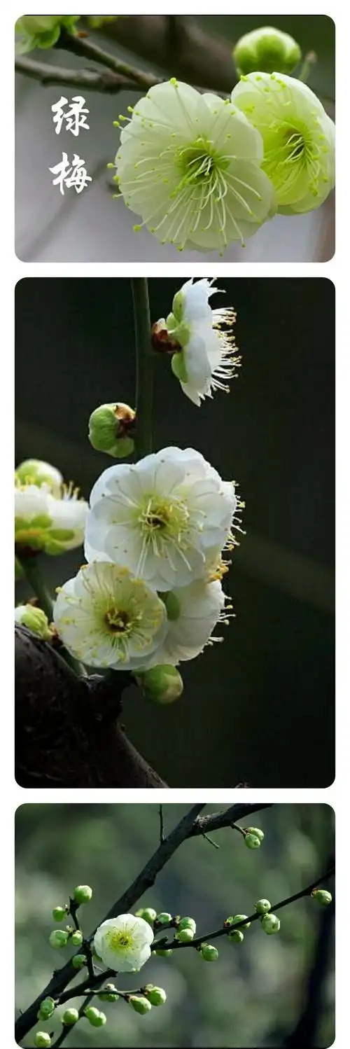 梅花!世纪公园,20200225(2张),(20190217(34张).