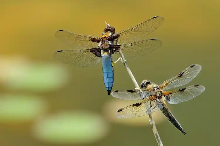 停在枝头的蜻蜓