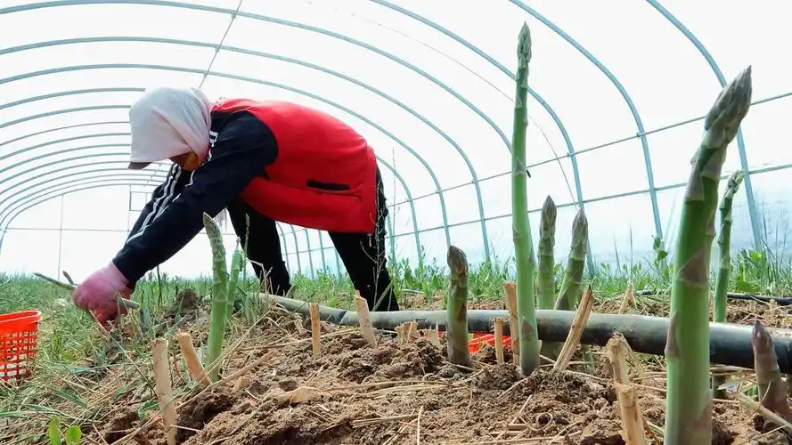 今日,走进陈户镇岸头村芦笋种植基地,种植户陈正安带着农户正忙着采摘
