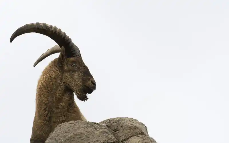 壁纸 山羊,角,白色背景 1920x1200 hd 高清壁纸, 图片, 照片