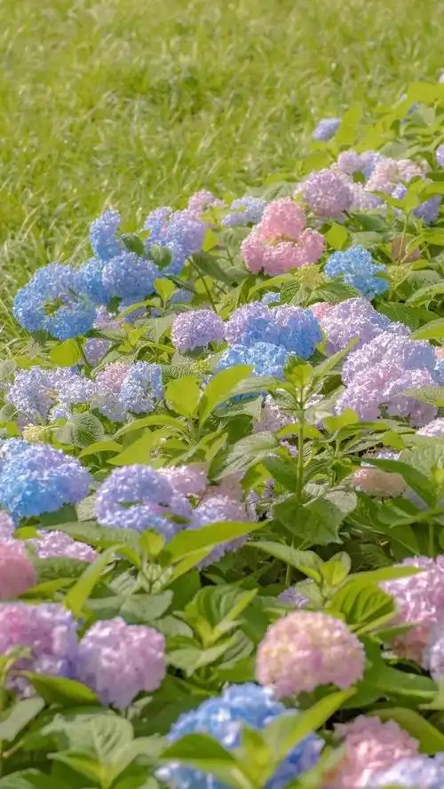 美丽的背景图,美丽的背景图片 梦幻(超美漂亮的风景壁纸)