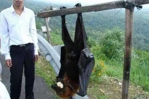 世界上最凶残的蝙蝠是什么 猪脸大蝙蝠爱喝鲜血