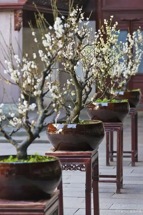 金钱绿萼梅和绿梅的区别