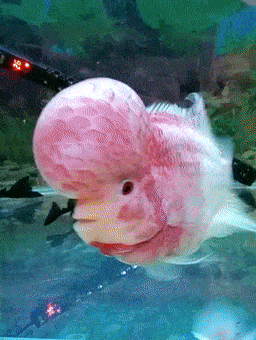 这8种观赏鱼颜值高寓意好据说还有风水意义