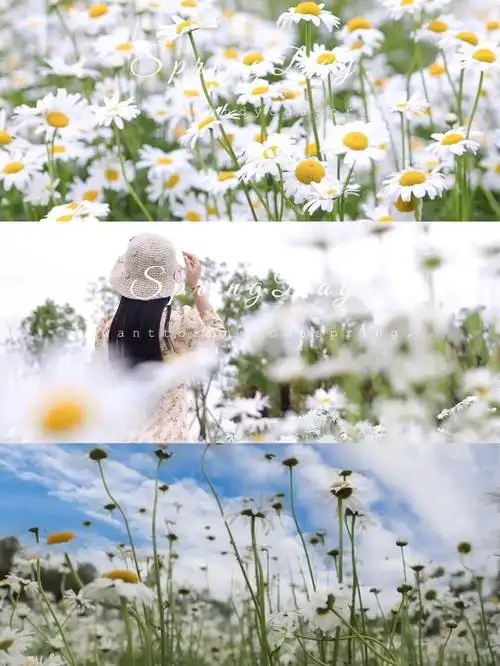 雏菊花海图片「雏菊花海图片唯美」-帝国百科