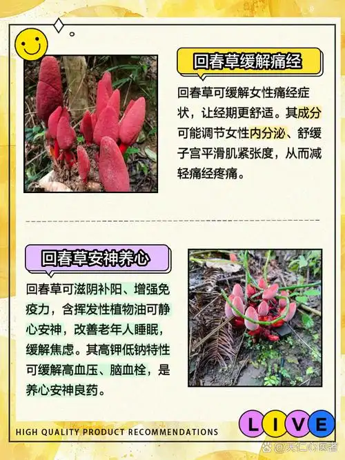 回春草有什么功效 姐妹们有没有听说过回春草?