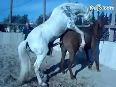 各种动物繁殖交配全过程合辑(大合集)—在线播放—优酷网,视频高清.