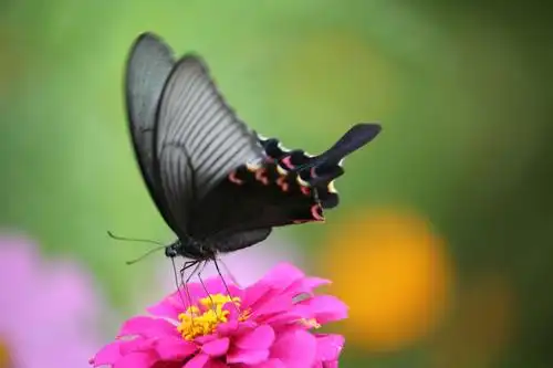句容赤山脚下 湿地荷花,美丽的蝴蝶