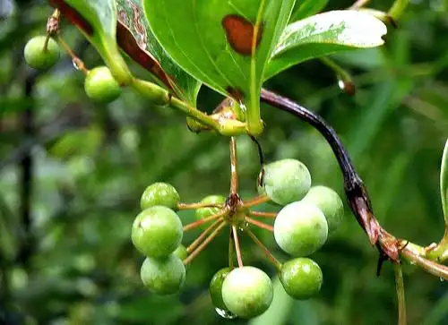 农村一种植物,人称"铁菱角",农民视它为杂草,城里一斤20元_手机搜狐网