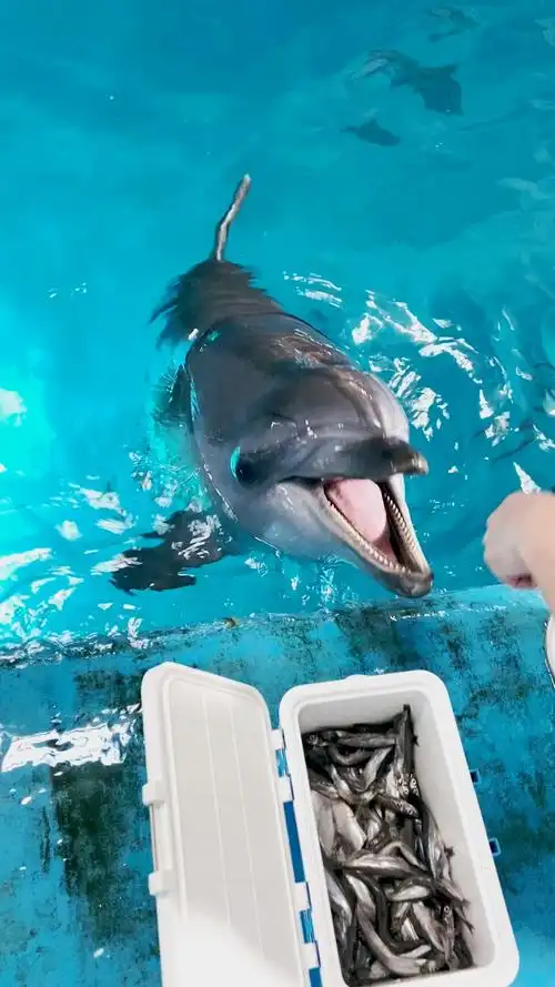 家有萌宠#海豚宝宝吃大餐啦