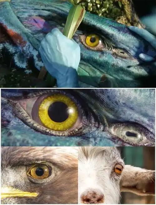 原来阿凡达中还有这么多你不知道的细节