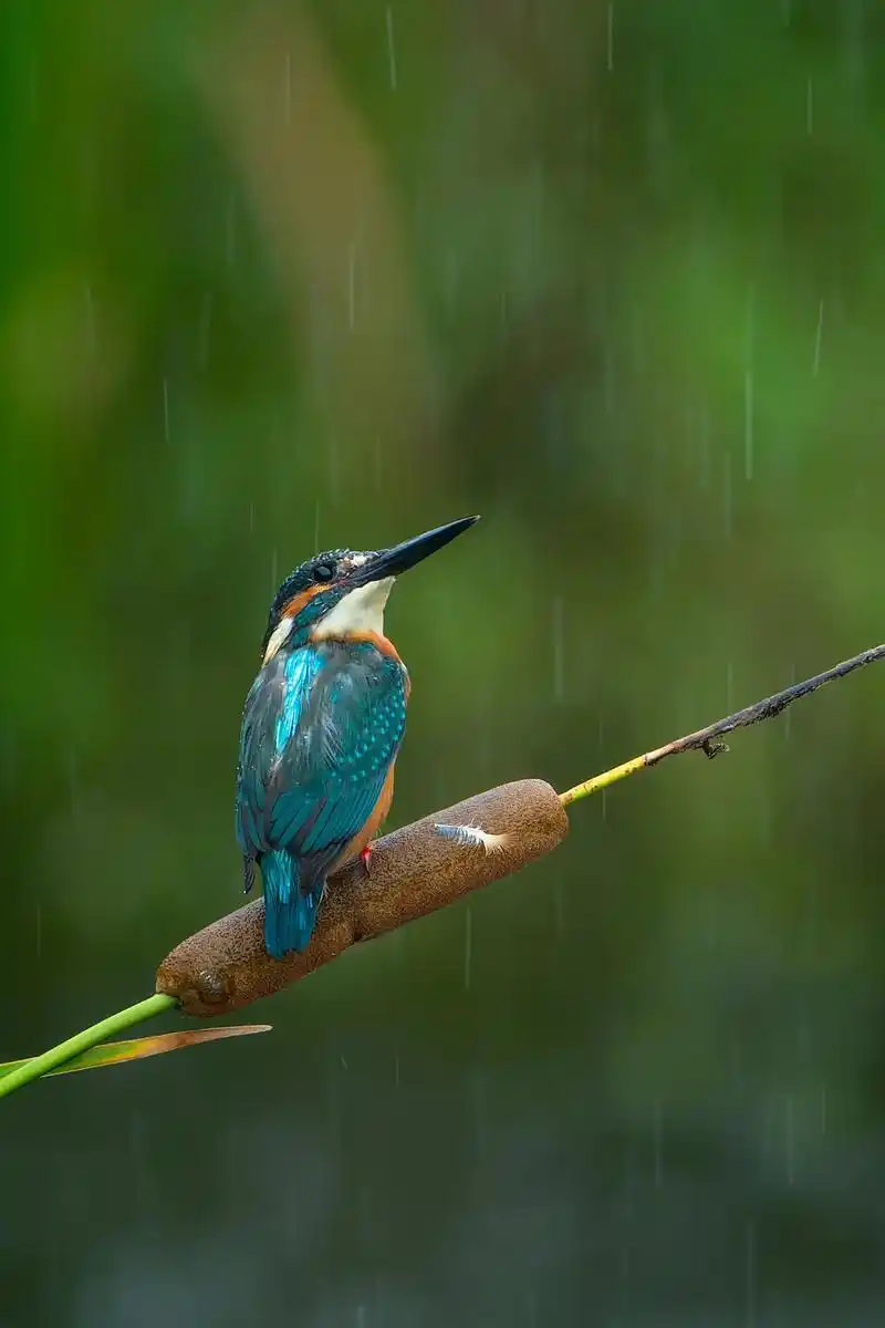 野生鸟类摄影 #翠鸟 - 抖音