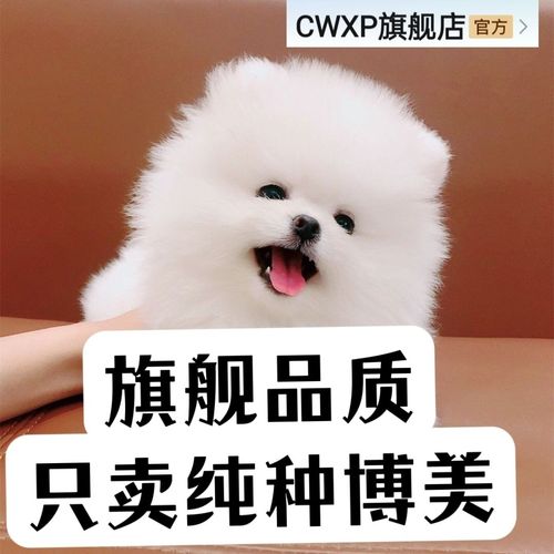 纯种博美幼犬俊介犬茶杯犬小型犬长不大型可爱白色博美活体宠物狗