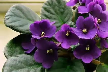 冬天开紫色花的是什么植物