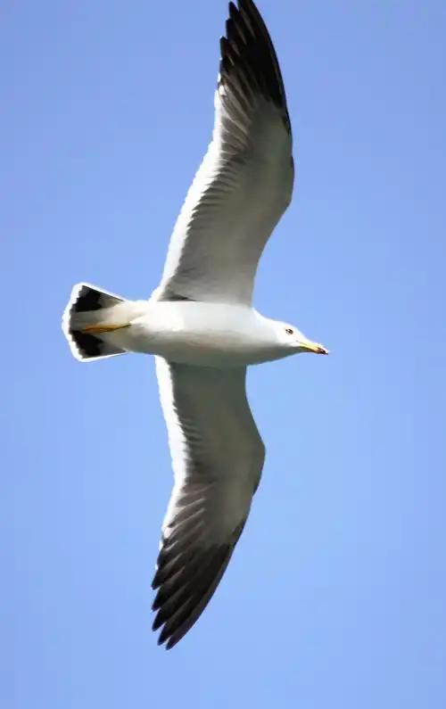【海鸥小拍摄影图片】生态摄影_太平洋电脑网摄影部落