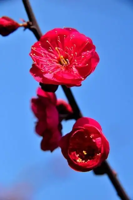 踏雪寻梅,见到珍稀品种梅花