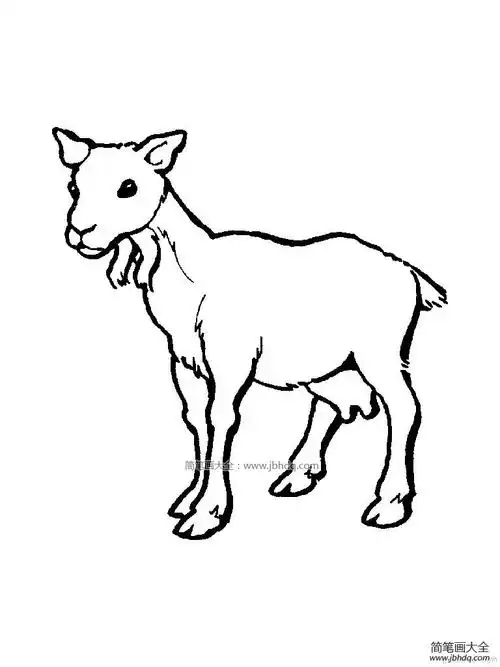 一组羊的简笔画图片