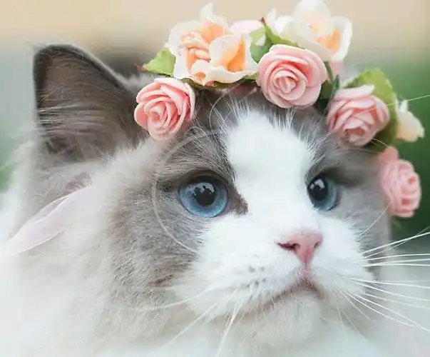 羡煞众人!猫咪被当公主养 被称最漂亮猫咪