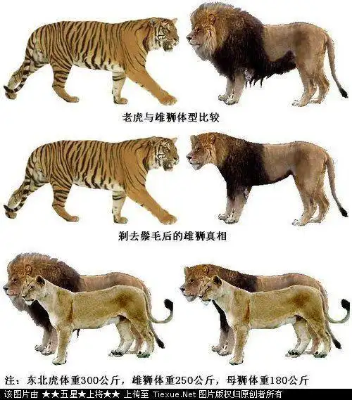 独居动物的介绍