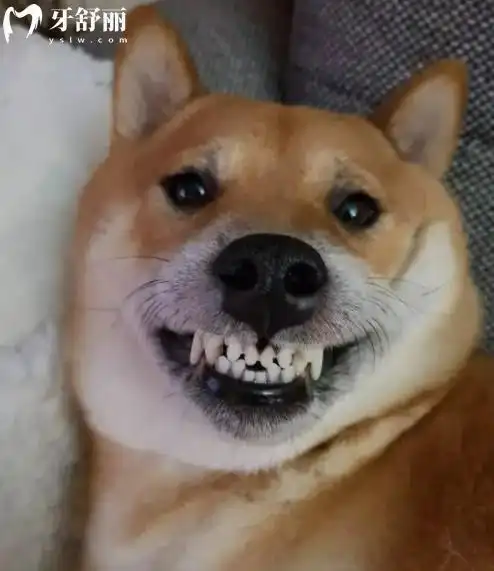 狗狗的牙齿是尖尖的