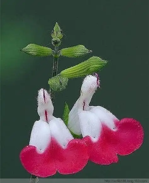 世界上最全的120种奇花异草,估计你没见过! - 理睬 - .