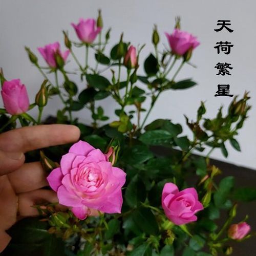 四季晶华花卉园艺的优惠券大全—日本月季 繁星 天荷月季 微型多季