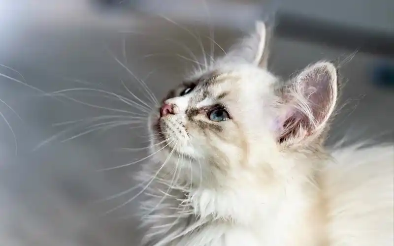 软萌可爱的小猫咪图片电脑壁纸高清大图预览1920x1200_动物壁纸下载