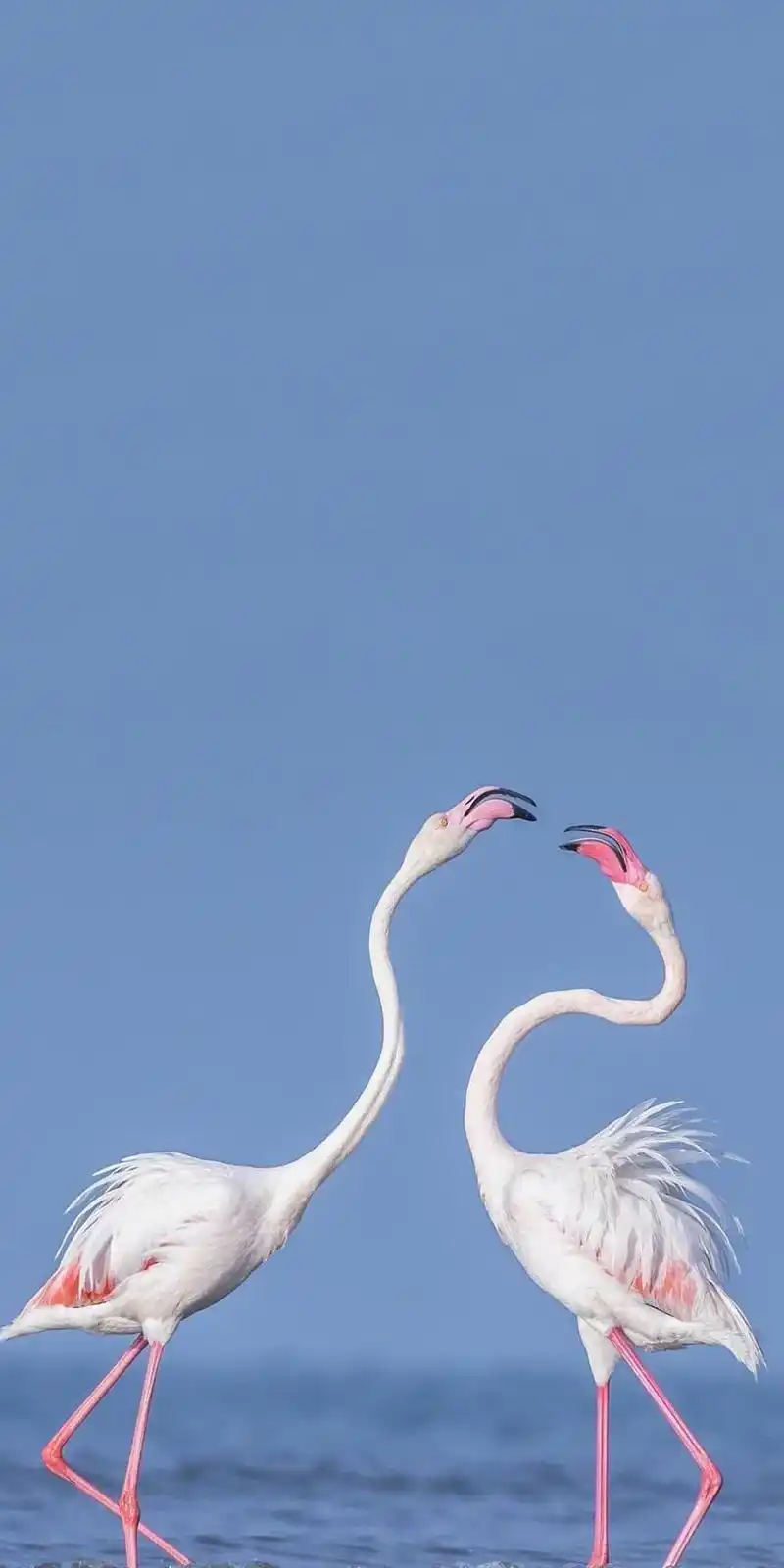 手机壁纸《第四十八期》高清无水印