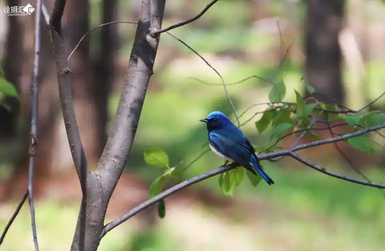 长白山讷殷古城内不知道名的鸟儿