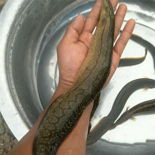 中华刺鳅鱼水花淡水食用刀鳅观赏鱼沙鳅鱼钢鳅刀鳅石锥鱼 刺楸2-3公分