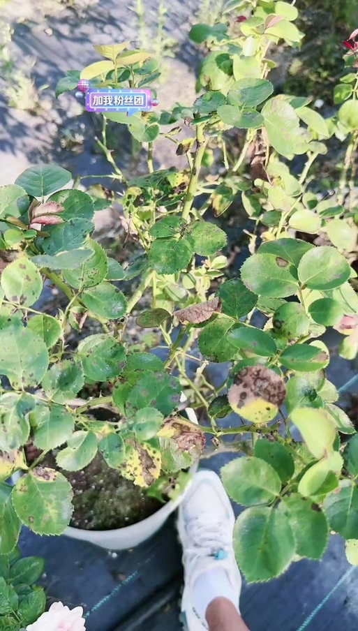 红梅是治什么病呢