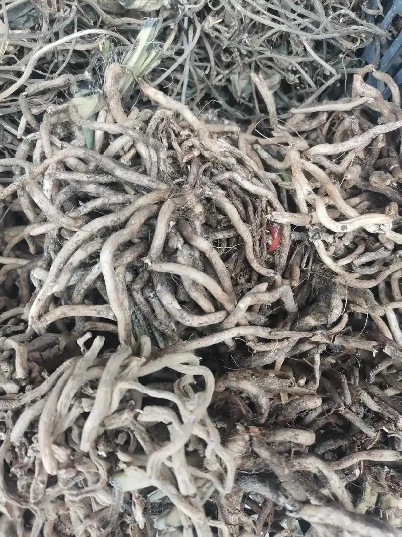 天等版的桂龙药膏原料部分