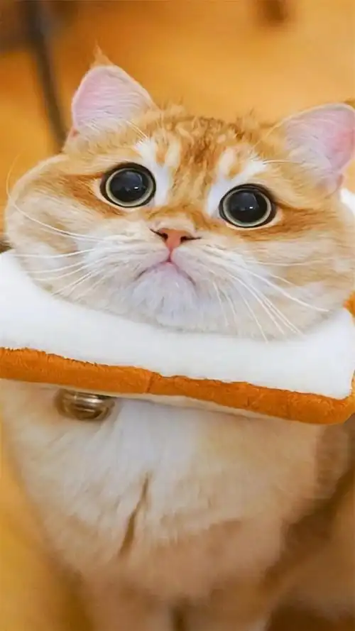 可爱大眼猫咪超萌高清手机壁纸